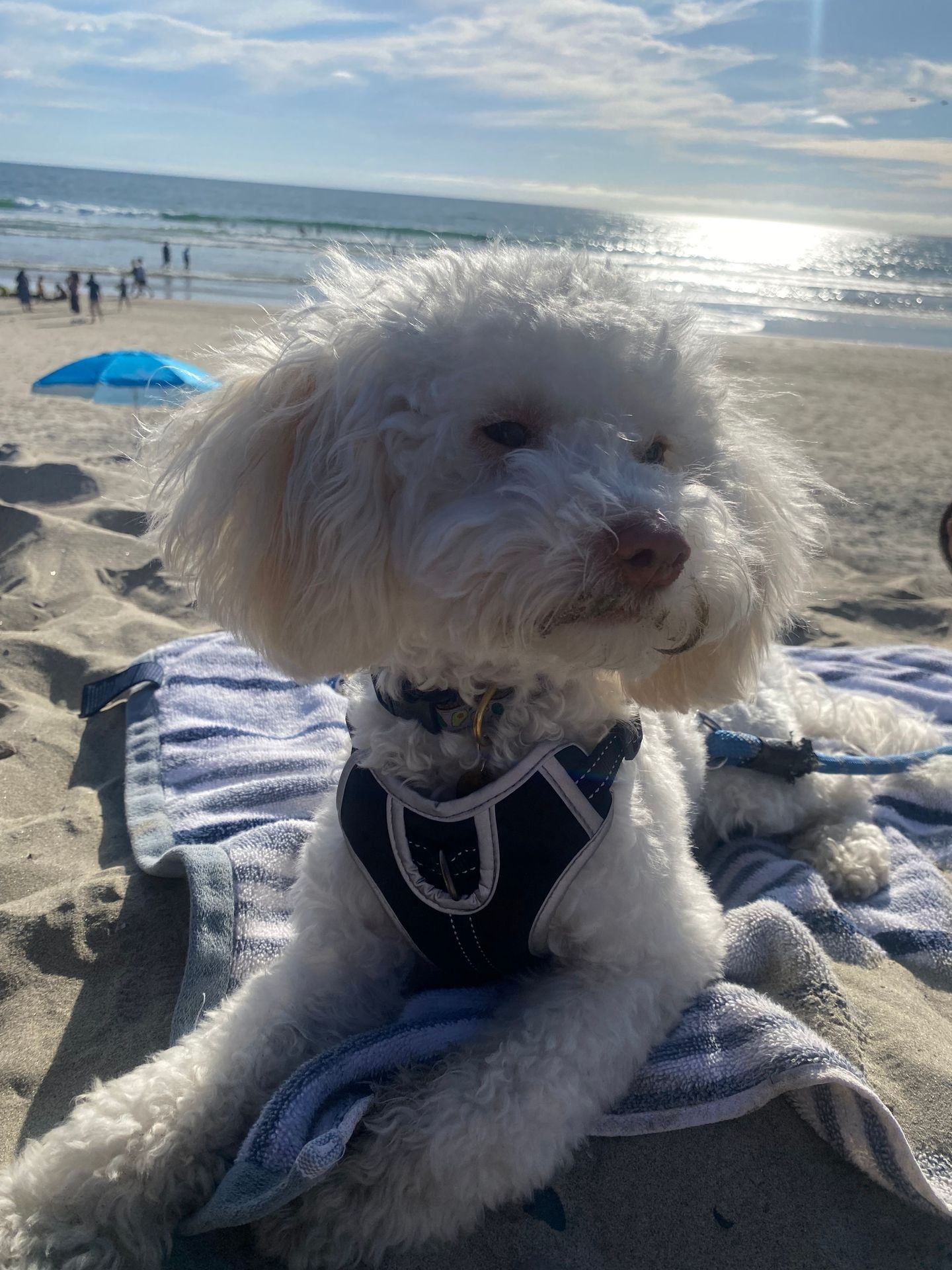Personalized Dog Sitting