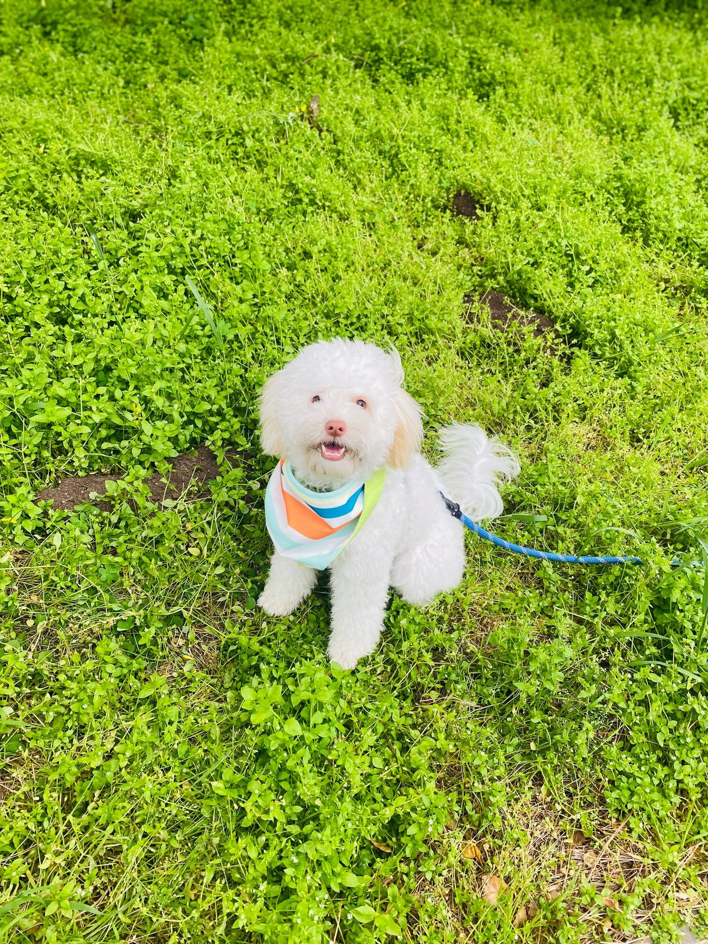 Premium Pet Pampering